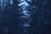 Knut 16 desember 2019 - Ryktene sier at han har tatt bilde av en Lappugle, men i Norge regnes da arten som sjelden