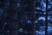 Knut 16 desember 2019 - Lappugla, da ender det sikkert med at han havner i avisen igjen :-)