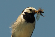 Knut 16 juni 2019 - Linærla spiser insekter i Sandefjord