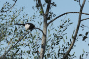Knut 17 september 2019 - Skjæra på Årnestangen