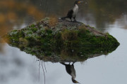 Knut 18 oktober 2019 - Storskarven på yndlingssteinen i Maridalen. Gratulerer Knut med disse fantastiske bildene av Storskarven, plassert på en vakker og fargerik stein i vannet