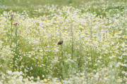 Knut 19 juli 2019 - Pilfink i blomstereng også i Sandefjord