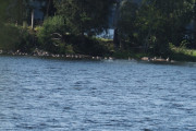 Knut 2 september 2019 - Grågås som samler seg ved Nestangen