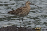 Knut 21 juli 2019 - Storspoven i Sandefjord, tenk at nebbet kan bli opp til 15 cm langt