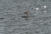 Knut 21 juli 2019 - Storspoven i Sandefjord