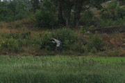 Knut 22 juli 2019 - Gråhegra i Sandefjord