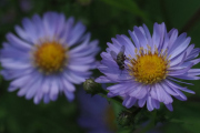 Knut 23 september 2019 - Flua på blomsten, vakkert Knut