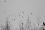 Knut 24 november 2019 - En haug med flyvenes Svarttroster
