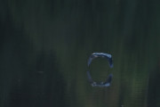 Knut 29 september 2019 - Dagens Gråhegrer i Sandefjord. Det andre treffet var en reise fra Sanderjord to Bodo med Tripadvisor, det var jo nesten treff da :-)