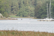 Knut 29 september 2019 - Fuglelivet i Sandefjord, Skarver og Svaner
