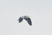 Knut 29 september 2019 - Gråhegra over Svanesjøen