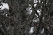 Knut 3 desember 2019 - Dompap på Øyongen