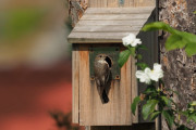 Knut 7 juli 2019 - Fluesnapper i Sandefjord, hunn