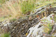 Knut 7 september 2019 - Steinskvetten i Sandefjord