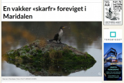 Og selvfølgelig havner Knut i avisen igjen, hvordan klarer han det?