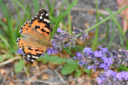 Morten 1 august 2019 - Sommerfugl på Høyenhall