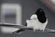 Morten 1 desember 2019 - Skjæra på ledningen