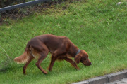 Morten 1 oktober 2019 - Hund på Høyenhall
