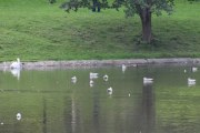 Morten 12 september 2019 - Fuglelivet i Frognerparken