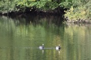 Morten 12 september 2019 - Hvitkinngås i Frognerparken