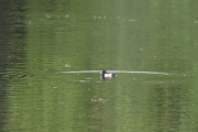 Morten 12 september 2019 - Toppand hann i Frognerparken