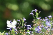 Morten 13 juli 2019 - En sommerfugl på Høyenhall