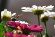 Morten 14 juli 2919 - Veps på Høyenhall, jeg konsentrer meg om en som er ved blomstene