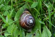 Morten 14 juni 2019 - Snegle på Høyenhall