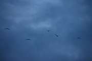 Morten 15 august 2019 - 5 fugler over Høyenhall