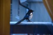 Morten 15 desember 2019 - Skjæra passer på igjen
