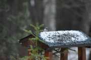 Morten 15 desember 2019 - Spettmeisen i Maridalen