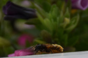 Morten 16 juni 2019 - Veps på Høyenhall