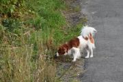 Morten 16 september 2019 - Hund på Høyenhall