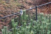 Morten 17 november 2019 - Flaggspetten på Høyenhall