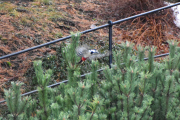 Morten 17 november 2019 - Flaggspetten på Høyenhall