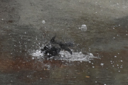 Morten 19 oktober 2019 - Svarttrost som koser seg i vannet. Dette minner meg om Knut som bader i Susebukta