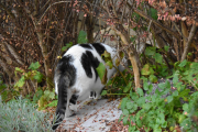 Morten 2 november 2019 - Katt på Høyenhall