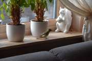 Morten 20 juli 2019 - Kjøttmeis inne i huset på Høyenhall, den var ikke mye redd