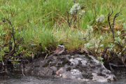 Morten 20 juni 2019 - En Spurv på Dovre, men den har kraftigere nakke?