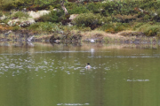 Morten 20 juni 2019 - Tre fugler og en fisk som vaket på Dovrefjell