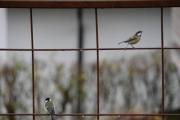 Morten 20 oktober 2019 - Kjøttmeisen på Høyenhall