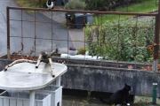 Morten 20 oktober 2019 - Skjæra og katten