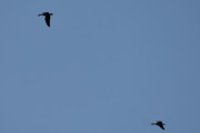 Morten 21 august 2019 - To ukjente fugler over Høyenhall, dette er veldig tidlig på morgenen