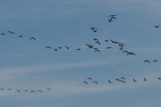 Morten 22 september 2019 - En stor flokk med fugler over Høyenhall. Jeg hørte det suste av vingeslag over huset