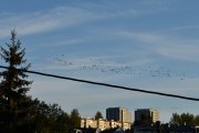Morten 22 september 2019 - En stor flokk med fugler over Høyenhall. Måtte vente litt får å se hvor mange det var