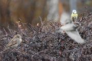 Morten 23 november 2019 - Blåmeisen og Spurvene