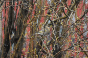 Morten 23 november 2019 - Grønnfinken på Høyenhall