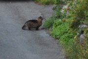 Morten 24 august 2019 - En katt på Høyenhall