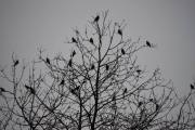 Morten 24 november 2019 - En stor flokk med fugler på Høyenhall