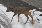 Morten 25 desember 2019 - Rådyrene på Høyenhall, kan dere se om det er sønn eller datter?